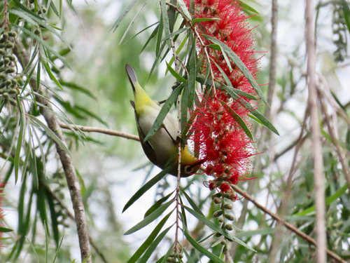 Swinhoe's White-eye