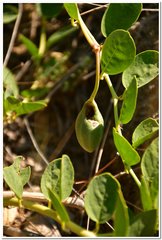 Capparis spinosa herbacea