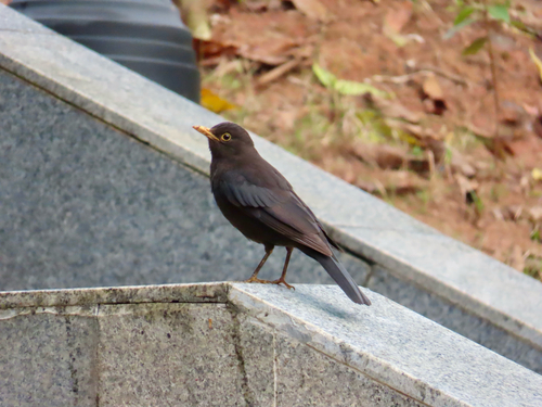 Chinese Blackbird