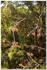 Arceuthobium oxycedri