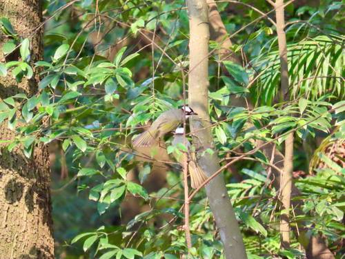 Light-vented Bulbul