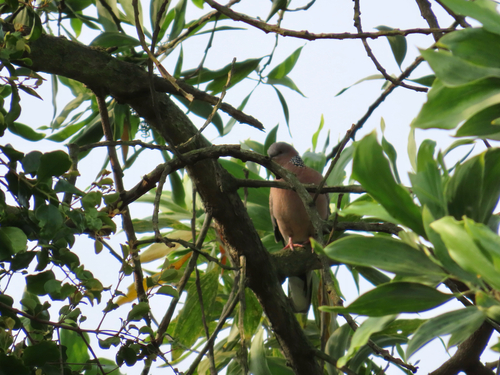Spotted Dove