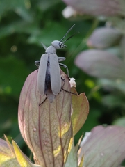 Epicauta cinerea-group