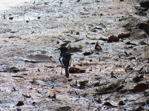 Oriental Magpie-Robin