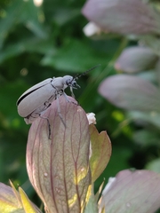 Epicauta cinerea-group