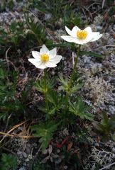 Anemonastrum
