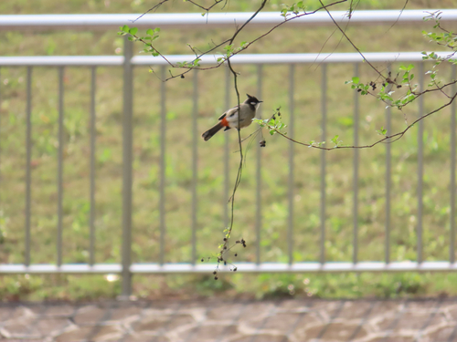 Red-whiskered Bulbul