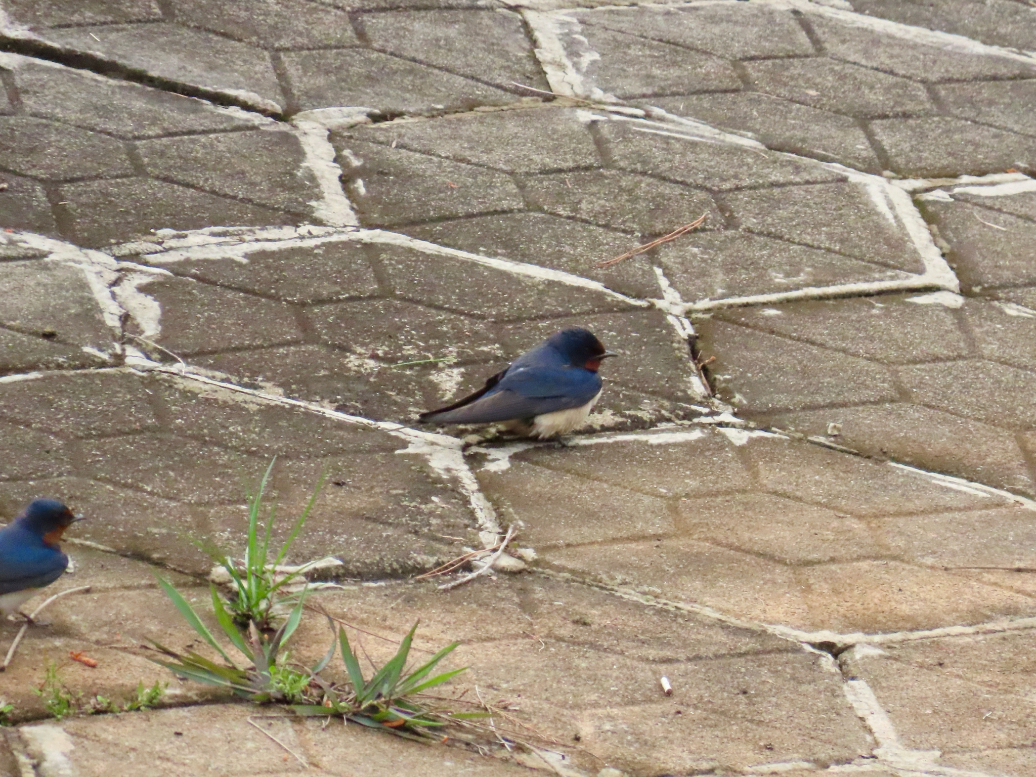 Barn Swallow