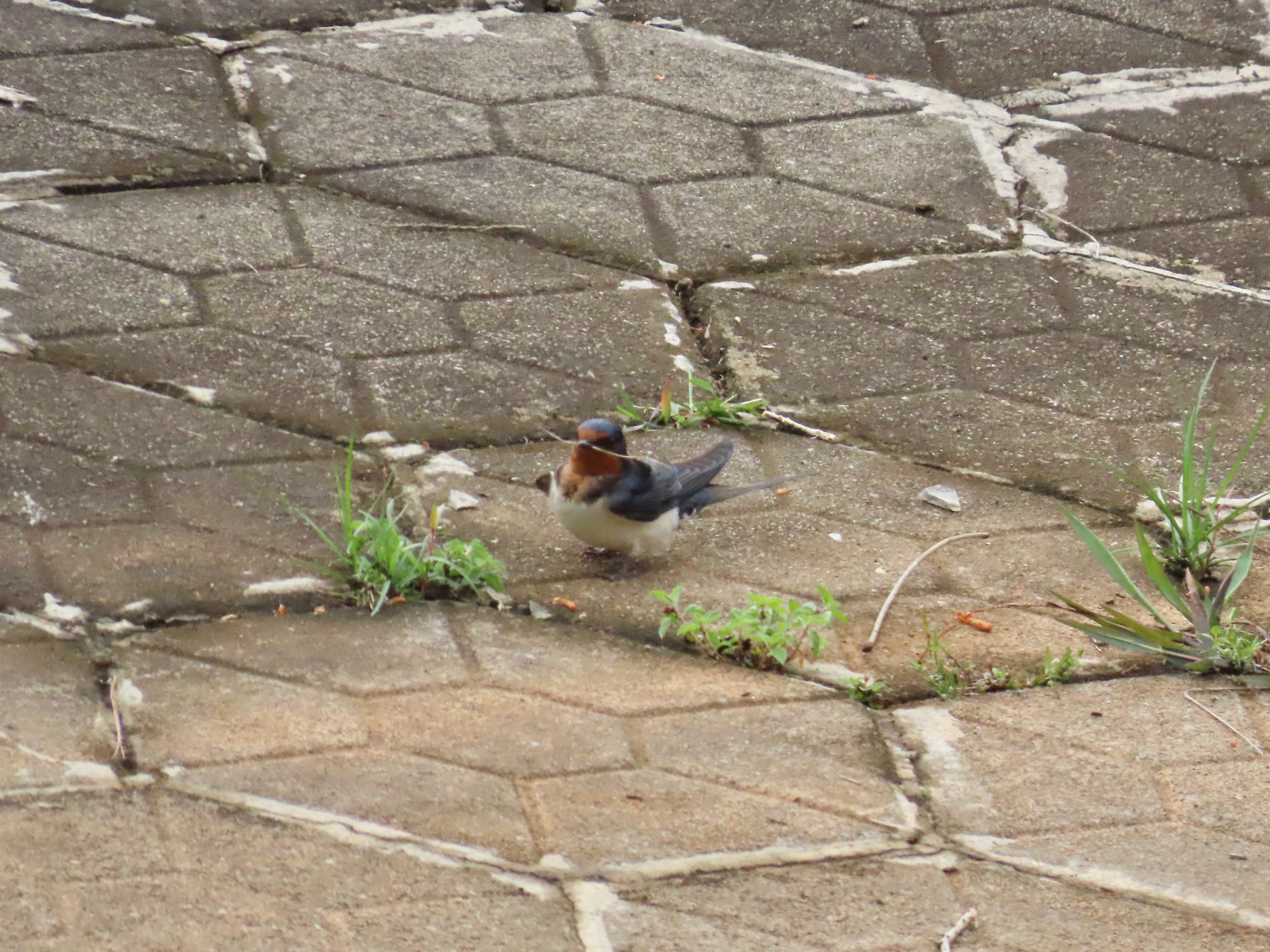 Barn Swallow
