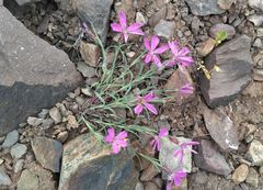 Dianthus repens