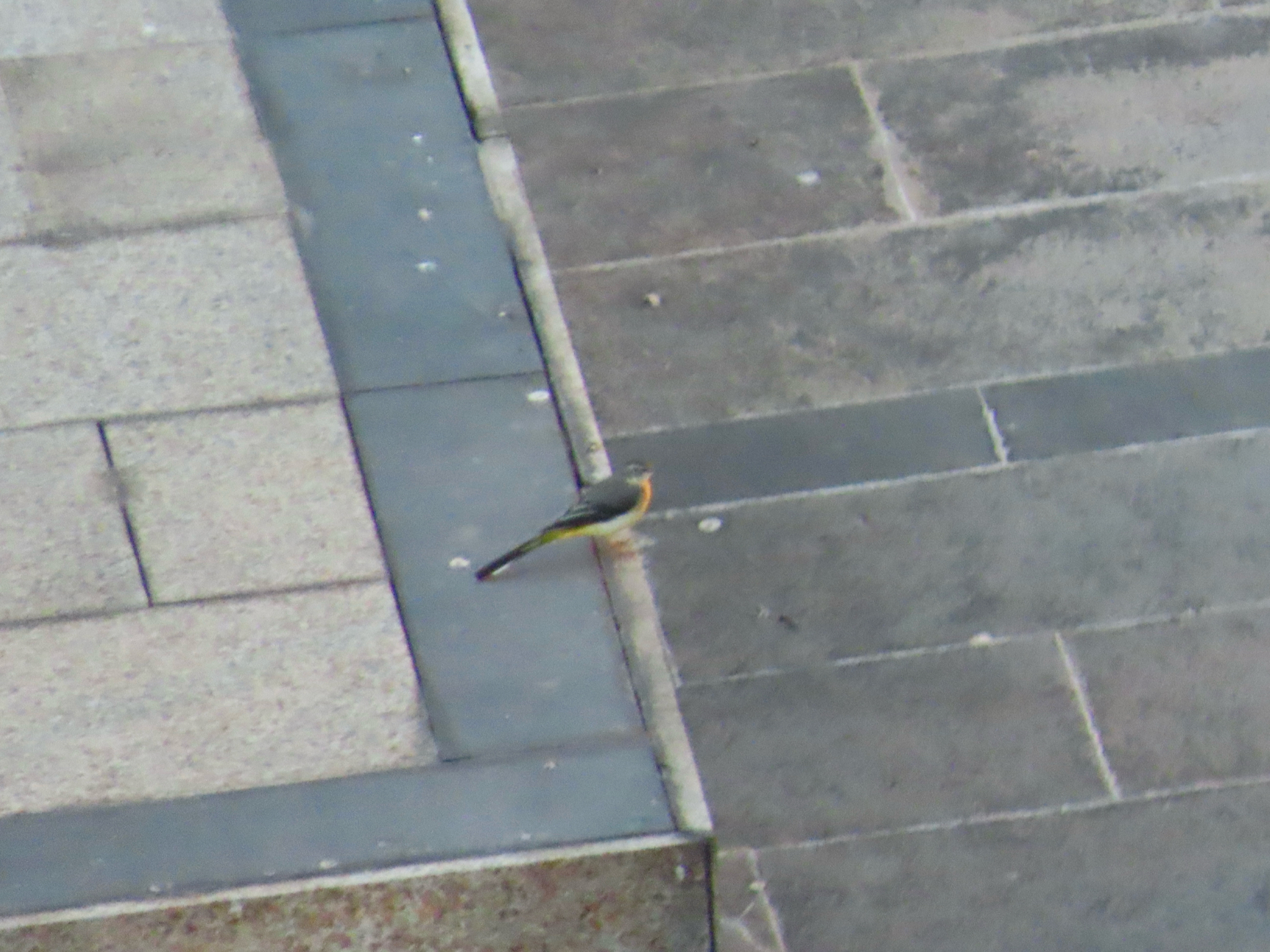 Grey Wagtail