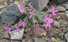 Dianthus repens