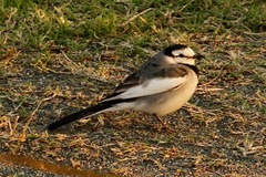 Motacilla alba lugens