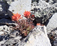 Castilleja rupicola