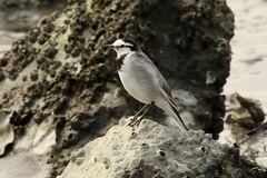 Motacilla alba lugens