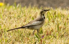 Motacilla alba lugens