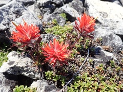 Castilleja rupicola