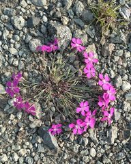 Dianthus repens