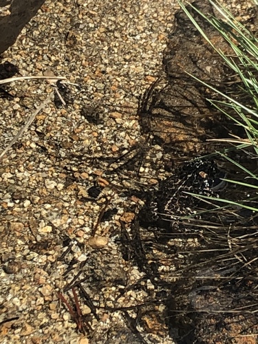 iNaturalist observation photo of Yosemite Toad