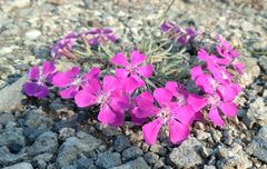Dianthus repens