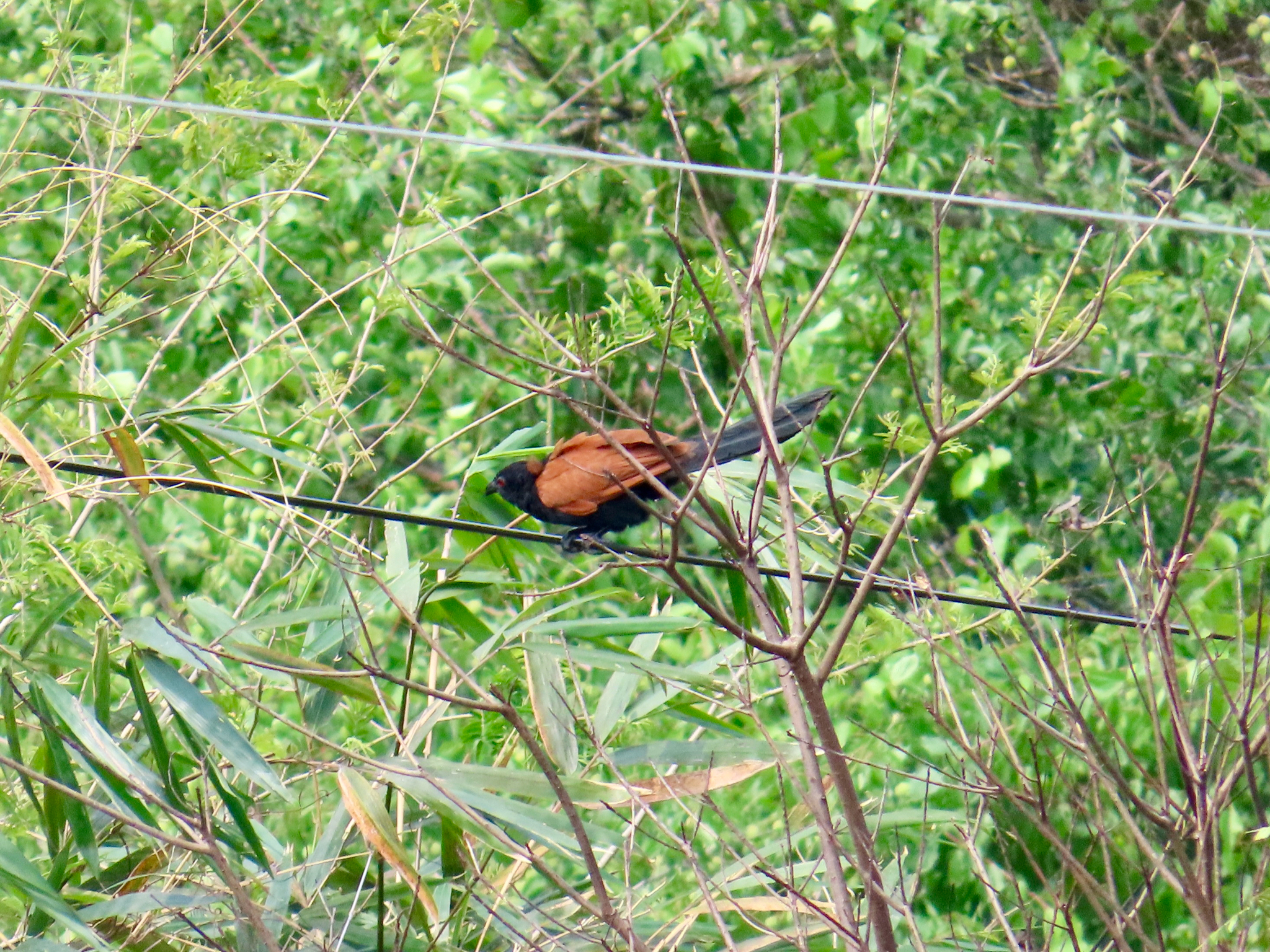 Greater Coucal