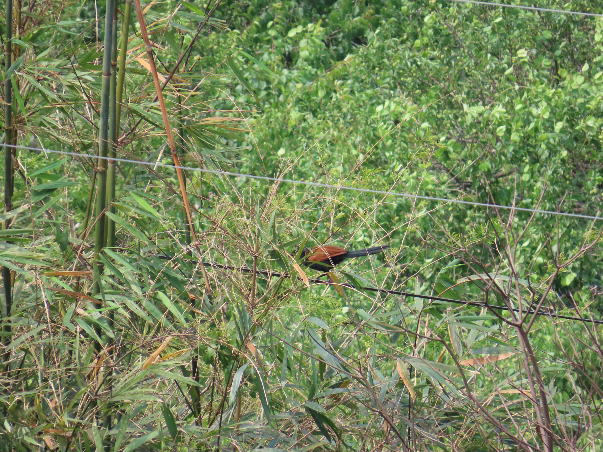 Greater Coucal