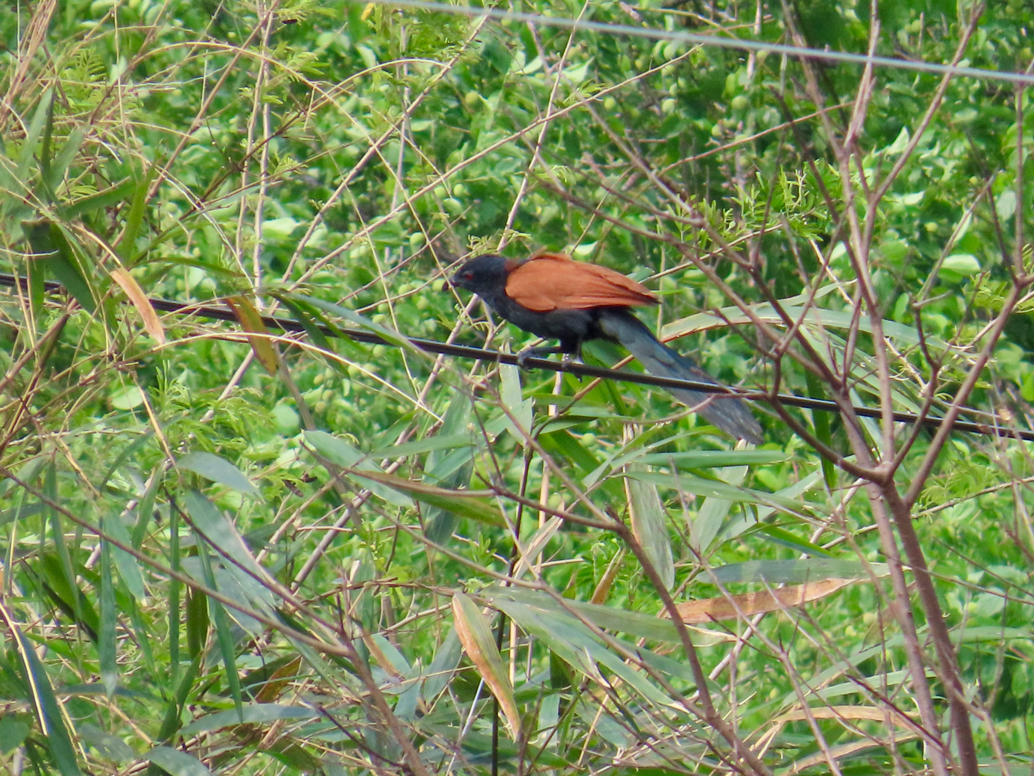 Greater Coucal