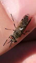 Haematopota pluvialis