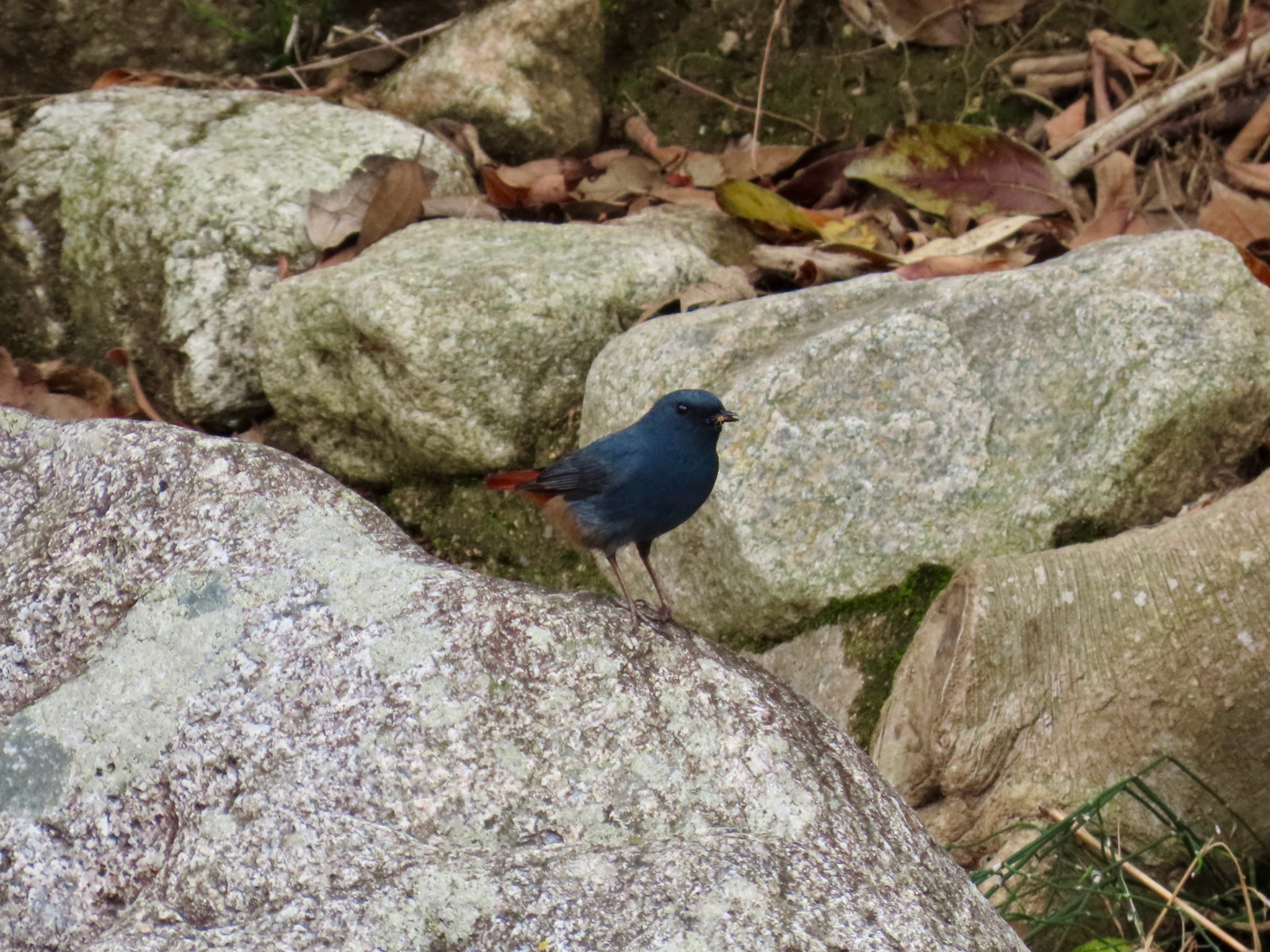 Plumbeous Water Redstart