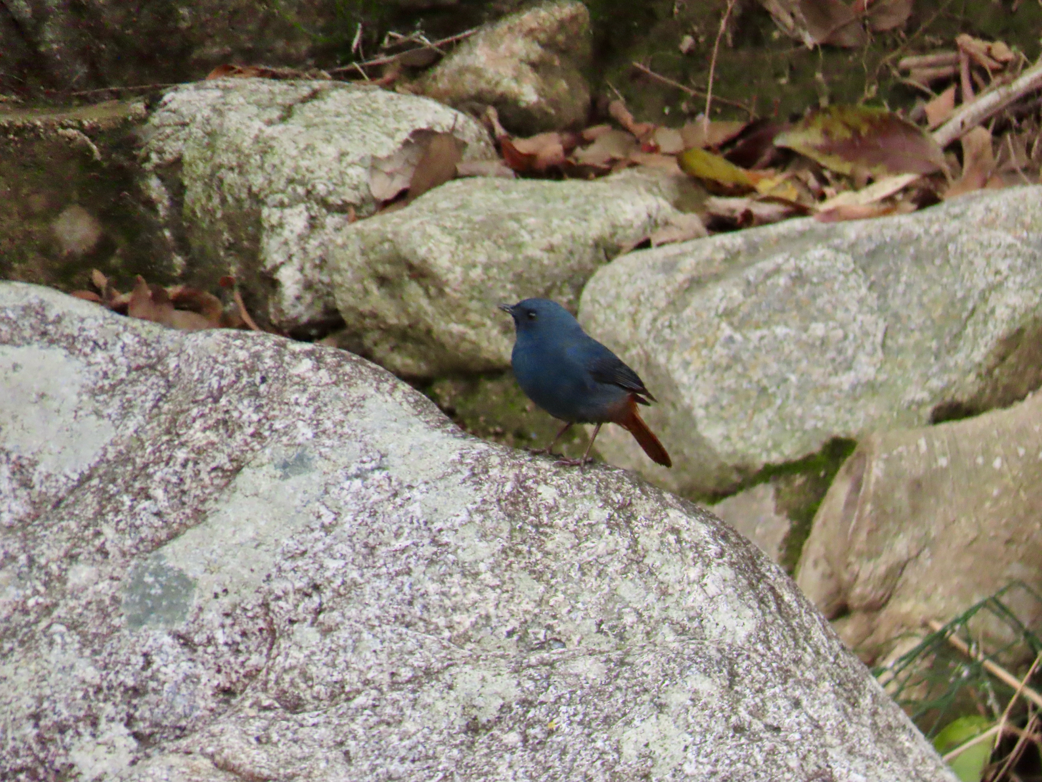 Plumbeous Water Redstart
