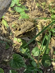 Lithobates brownorum