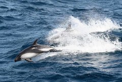 Sagmatias australis