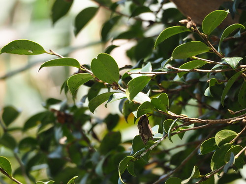 Sasanqua camellia