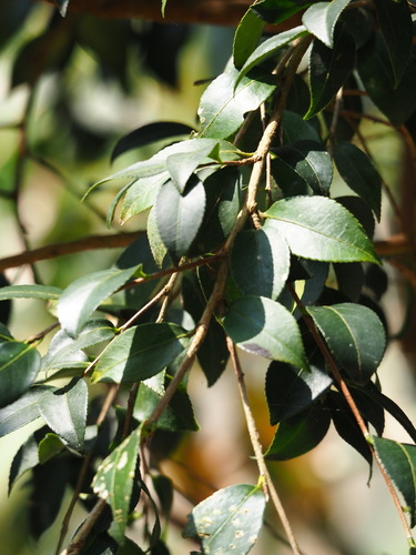 Camellia oleifera, photograph 4