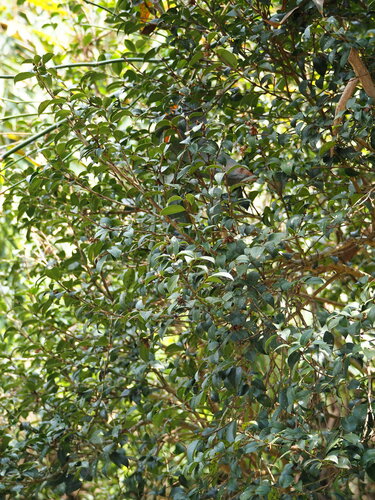 Image of Camellia oleifera by no rights reserved