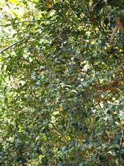 Camellia oleifera, photograph author not stated, no rights reserved