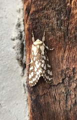 Lophocampa ingens