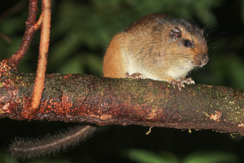 Sinnamary Toró (Isothrix sinnamariensis) — Least Concern Mammalia