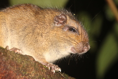 Sinnamary Brush-Tailed Rat photo 2