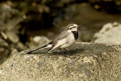 Motacilla alba lugens