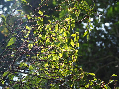 Image of Oreocnide pedunculata by no rights reserved