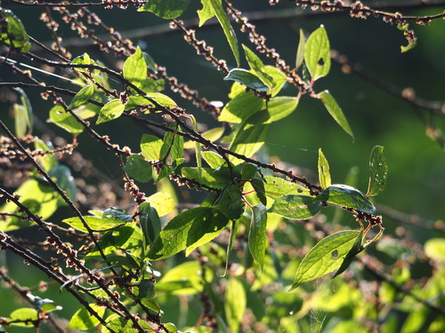 Image of Oreocnide pedunculata by no rights reserved
