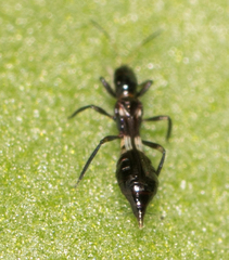 Franklinothrips vespiformis