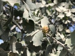 Burnettweldia corallina