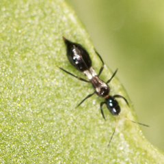 Franklinothrips vespiformis