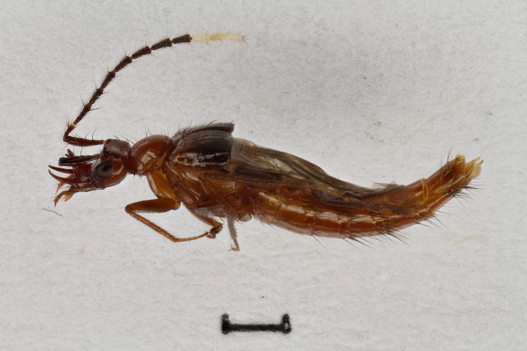 Keratodegnathus