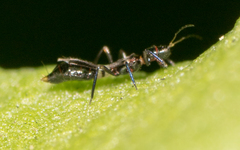 Franklinothrips vespiformis