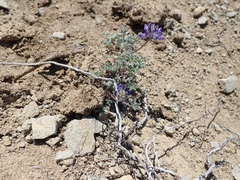 Lupinus lepidus lobbii