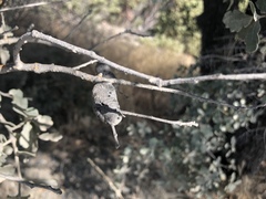 Andricus chrysolepidicola