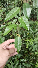 Leafy beauty (Taxotrophis)